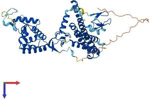 AlphaFold protein structure predicition of Mouse Recombinant Arih2 Protein, UniprotID Q9Z1K6