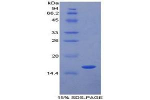 SDS-PAGE analysis of Pig TGFb1 Protein. (TGFB1 Protéine)