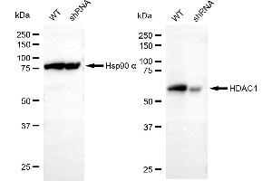Western blotting analysis using HDAC1 antibody (ABIN7798924). (HDAC1 anticorps)