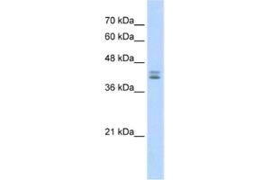 Western Blotting (WB) image for anti-Small Nuclear RNA Activating Complex, Polypeptide 2, 45kDa (SNAPC2) antibody (ABIN2461413) (SNAPC2 anticorps)