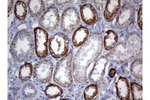 Image no. 2 for anti-3-Oxoacyl-ACP Synthase, Mitochondrial (OXSM) (AA 78-343) antibody (ABIN1491674)