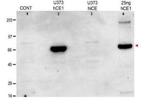 Anti-hCE1 Antibody - Western Blot. (Carboxylesterase 1G (CES1G) anticorps)