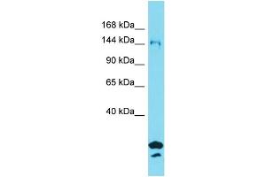 Western Blotting (WB) image for anti-Synapse Defective 1, rho GTPase, Homolog 2 (SYDE2) (N-Term) antibody (ABIN2791214) (SYDE2 anticorps  (N-Term))