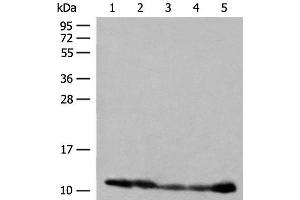 Western blot analysis of 293T cell PC-3 cell Human liver tissue lysates using ATP5I Polyclonal Antibody at dilution of 1:400