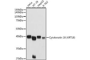 Western blot analysis of extracts of various cell lines, using Cytokeratin 18 (KRT18) antibody (ABIN7268098) at 1:3000 dilution.
