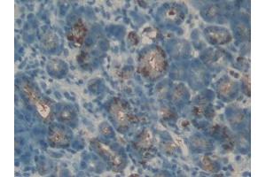 DAB staining on IHC-P; Samples: Rat Pancreas Tissue