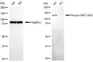 Western blotting analysis using phospho-SIRT1 (S47) antibody (ABIN7800353).