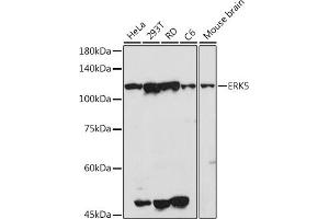 Western blot analysis of extracts of various cell lines, using ERK5 antibody (ABIN3022944, ABIN3022945, ABIN3022946 and ABIN6219309) at 1:500 dilution.