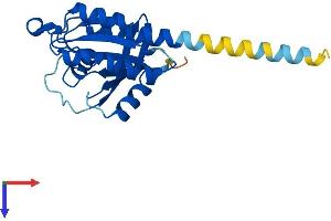 AlphaFold protein structure predicition of Mouse Recombinant Rerg Protein, UniprotID Q8R367