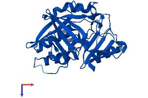AlphaFold protein structure predicition of Mouse Recombinant Nat1 Protein, UniprotID P50294