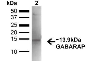 Western blot analysis of Mouse Kidney showing detection of ~13. (GABARAP anticorps  (N-Term) (FITC))