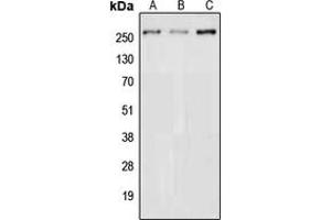 Western blot analysis of NAV3 expression in HEK293T (A), NIH3T3 (B), PC12 (C) whole cell lysates. (NAV3 anticorps  (Center))