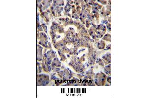 SPNS3 Antibody immunohistochemistry analysis in formalin fixed and paraffin embedded human pancreas tissue followed by peroxidase conjugation of the secondary antibody and DAB staining. (SPNS3 anticorps  (C-Term))