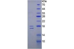 SDS-PAGE analysis of Human Inhibin beta E Protein. (INHBE Protéine)