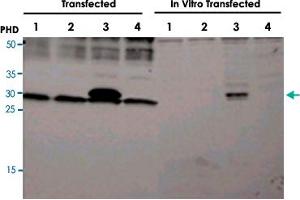 Detection of human and rat EGLN3 by Western Blot. (EGLN3 anticorps  (AA 50-100))
