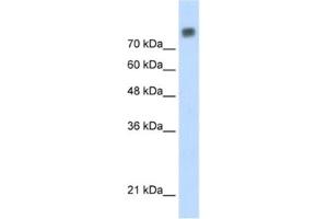 Western Blotting (WB) image for anti-Minichromosome Maintenance Complex Component 6 (MCM6) antibody (ABIN2461393) (MCM6 anticorps)