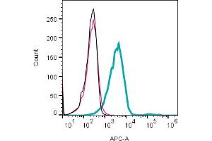 anti-Adenosine A3 Receptor (ADORA3) (2nd Extracellular Loop), (AA 152-166) antibody