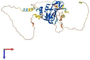 AlphaFold protein structure predicition of Mouse Recombinant Tbx6 Protein, UniprotID P70327