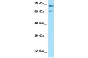 WB Suggested Anti-Hsp90aa1 Antibody Titration: 1. (HSP90AA1 anticorps  (C-Term))