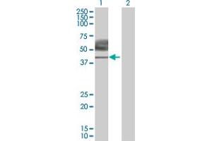 Western Blot analysis of IL10RB expression in transfected 293T cell line by IL10RB MaxPab polyclonal antibody. (IL10RB anticorps  (AA 1-325))