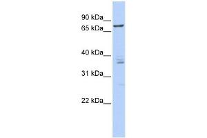CSTF3 antibody used at 1 ug/ml to detect target protein. (CSTF3 anticorps  (Middle Region))
