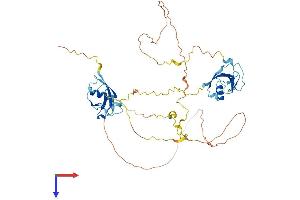 AlphaFold protein structure predicition of Human Recombinant DCDC2 Protein, UniprotID Q9UHG0