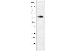 Western blot analysis of ENAH using HepG2 whole cell lysates (ENAH anticorps  (Internal Region))