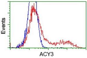 Image no. 1 for anti-Aminoacylase 3 (ACY3) antibody (ABIN1496465) (Aminoacylase 3 anticorps)