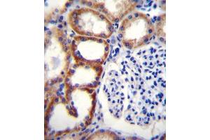 SDHD Antibody (N-term) (ABIN656089 and ABIN2845433) immunohistochemistry analysis in formalin fixed and paraffin embedded human kidney tissue followed by peroxidase conjugation of the secondary antibody and DAB staining.