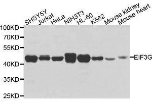 Western blot analysis of extracts of various cell lines, using EIF3G antibody (ABIN5972361) at 1/1000 dilution. (EIF3G anticorps)