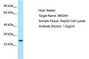 Image no. 1 for anti-Mesogenin 1 (MSGN1) (AA 104-153) antibody (ABIN6750117)