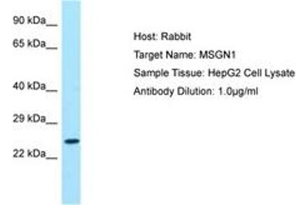 Mesogenin 1 antibody  (AA 104-153)