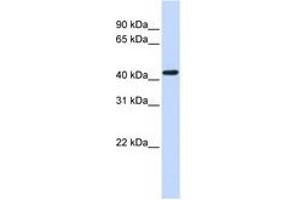 Image no. 1 for anti-Opioid Receptor, kappa 1 (OPRK1) (N-Term) antibody (ABIN6741499) (OPRK1 anticorps  (N-Term))