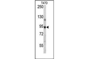 Western blot analysis of PGR Antibody (Center) in T47D cell line lysates (35ug/lane). (Progesterone Receptor anticorps  (Middle Region))