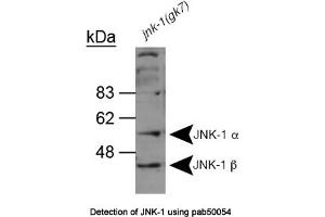 Image no. 1 for anti-Mitogen-Activated Protein Kinase 8 (MAPK8) (AA 228-451) antibody (ABIN363363) (JNK anticorps  (AA 228-451))