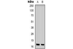Western blot analysis of CD225 expression in K562 (A), PC12 (B) whole cell lysates.
