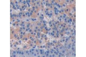 IHC-P analysis of pancreas tissue, with DAB staining. (CRISP3 anticorps  (AA 21-243))