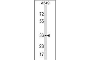 Western blot analysis in A549 cell line lysates (35ug/lane). (ART5 anticorps  (AA 148-177))
