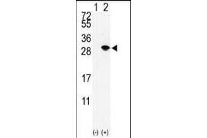 Western blot analysis of SUMO3 (arrow) using rabbit polyclonal SUMO2/3 Antibody (Center) (ABIN388032 and ABIN2845502). (SUMO2/3 anticorps  (AA 38-64))