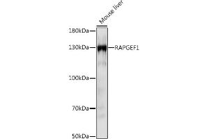 Western blot analysis of extracts of Mouse liver, using R Rabbit pAb (ABIN7269849) at 1:1000 dilution. (GRF2 anticorps  (AA 844-1095))