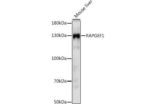 GRF2 antibody  (AA 844-1095)