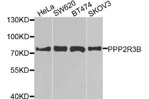 Western blot analysis of extracts of various cell lines, using PPP2R3B antibody. (PPP2R3B anticorps  (AA 356-575))