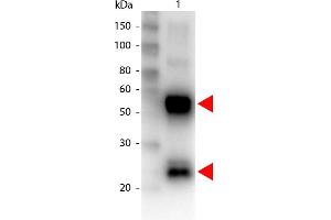 Western Blotting (WB) image for Goat anti-Pig IgG (Heavy & Light Chain) antibody (Biotin) - Preadsorbed (ABIN101877)