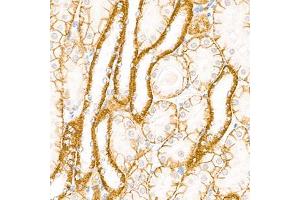 Immunohistochemistry analysis of paraffin-embedded mouse kidney using,Cadherin 16 (ABIN7073265) at dilution of 1: 2000
