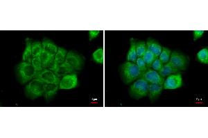 ICC/IF Image NPR-C antibody [N3C3] detects NPR-C protein at cytoplasm by immunofluorescent analysis. (NPR3 anticorps)