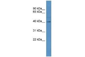 WB Suggested Anti-TAAR5  Antibody Titration: 0. (TAAR5 anticorps  (C-Term))