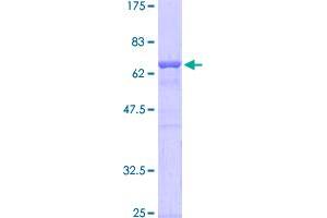 Image no. 1 for General Transcription Factor III (GTF2I) (AA 1-274) protein (GST tag) (ABIN1306157)