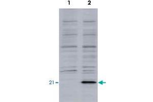 Identification of the EID1 protein by EID1 monoclonal antibody, clone #26  by western blotteing. (EID1 anticorps  (AA 159-187))