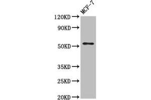 Western Blot Positive WB detected in: MCF-7 whole cell lysate All lanes: WASF3 antibody at 7 μg/mL Secondary Goat polyclonal to rabbit IgG at 1/50000 dilution Predicted band size: 56 kDa Observed band size: 56 kDa