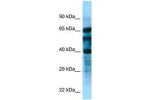 FBXL8 Antikörper  (AA 83-132)